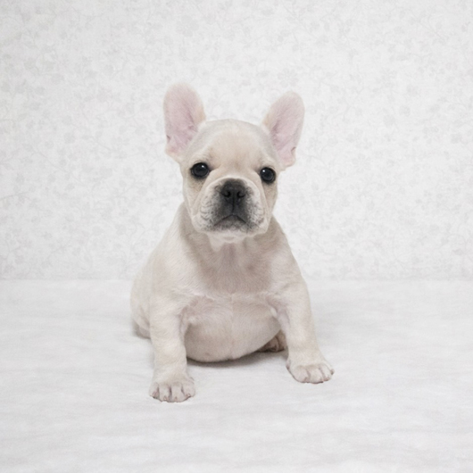 251228CRF-01アメリカ系コロコロボディーのフレンチブルドッグのクリーム女の子です。-1