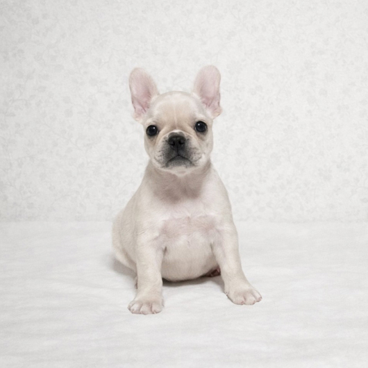 251228CRF-02アメリカ系コロコロボディーのフレンチブルドッグのクリーム女の子です。-1