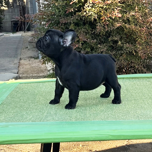 251113BRF-02可愛いお顔でコロコロボディーのフレンチブルドッグのブリンドル女の子です。-2