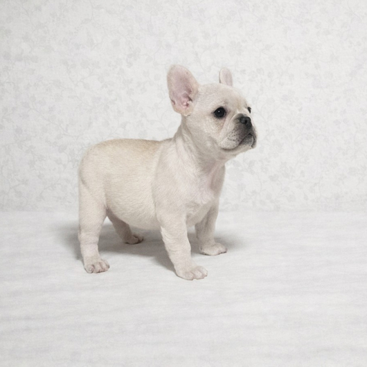251228CRF-01アメリカ系コロコロボディーのフレンチブルドッグのクリーム女の子です。-2