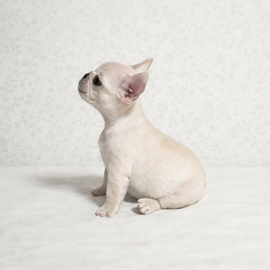 251228CRF-02アメリカ系コロコロボディーのフレンチブルドッグのクリーム女の子です。-2