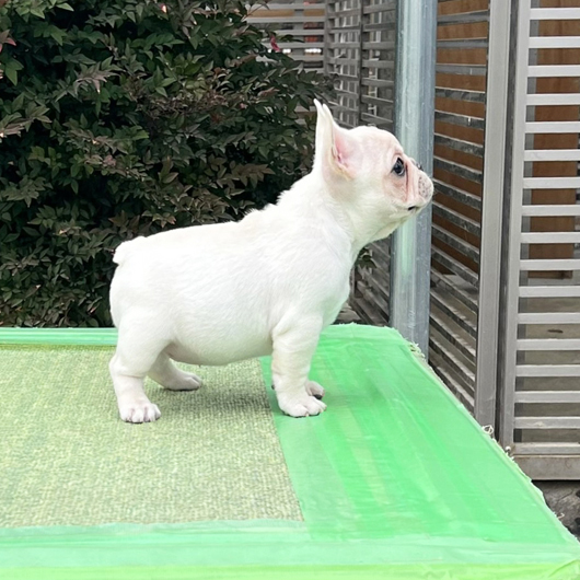 251231CRF-01アメリカ系コロコロボディーのフレンチブルドッグのクリーム女の子です。-3