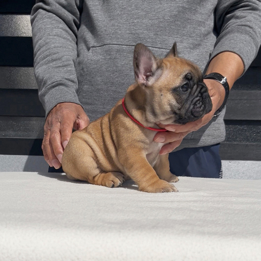 260106RFF-01アメリカ系コロコロボディーのフレンチブルドッグのレッドフォーン女の子です。-2