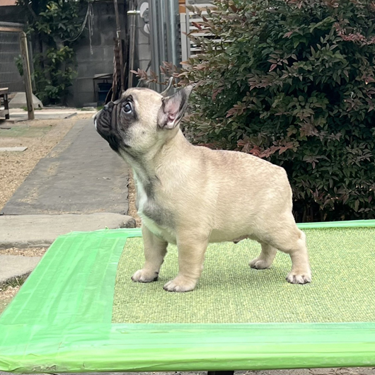 251207FWM-01可愛いお顔でコロコロボディーのフレンチブルドッグのフォーン男の子です。-2