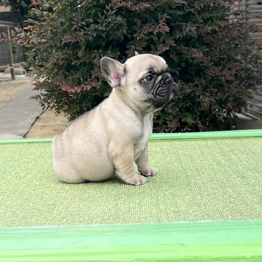 251207FWM-02可愛いお顔でコロコロボディーのフレンチブルドッグのフォーン男の子です。-2