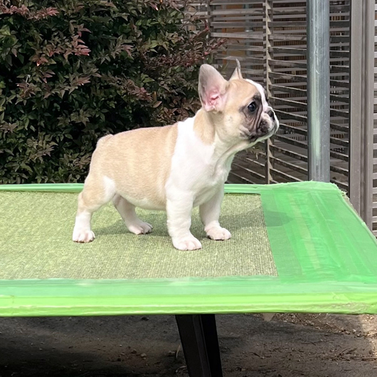 251213FPF-01可愛いお顔で綺麗な配色のフレンチブルドッグのフォーンパイド女の子です。-2