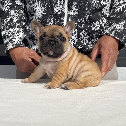 260106FWM-01アメリカ系コロコロボディーのフレンチブルドッグのフォーン男の子です。-2