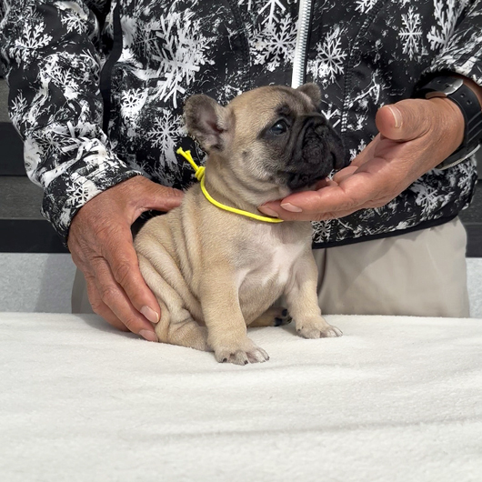 260106FWF-02アメリカ系コロコロボディーのフレンチブルドッグのフォーン女の子です。-2