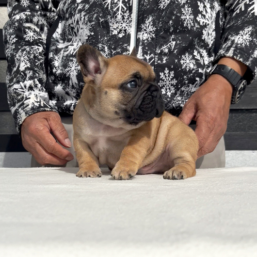 260106FWM-02アメリカ系コロコロボディーのフレンチブルドッグのフォーン男の子です。-2