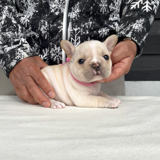 260106CRF-01アメリカ系コロコロボディーのフレンチブルドッグのクリーム女の子です。-1