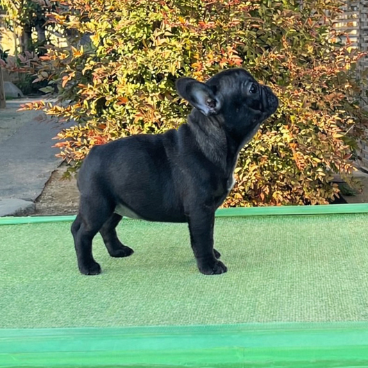 251113BRF-01可愛いお顔でコロコロボディーのフレンチブルドッグのブリンドル女の子です。-2