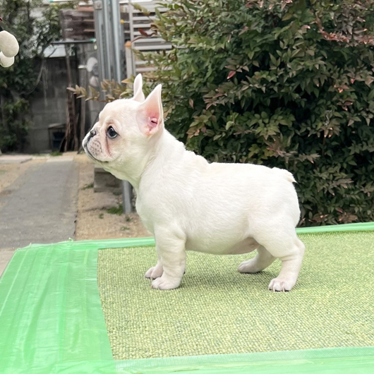 251231CRF-01アメリカ系コロコロボディーのフレンチブルドッグのクリーム女の子です。-2