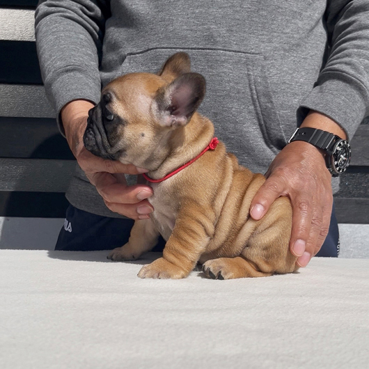 260106RFF-01アメリカ系コロコロボディーのフレンチブルドッグのレッドフォーン女の子です。-3