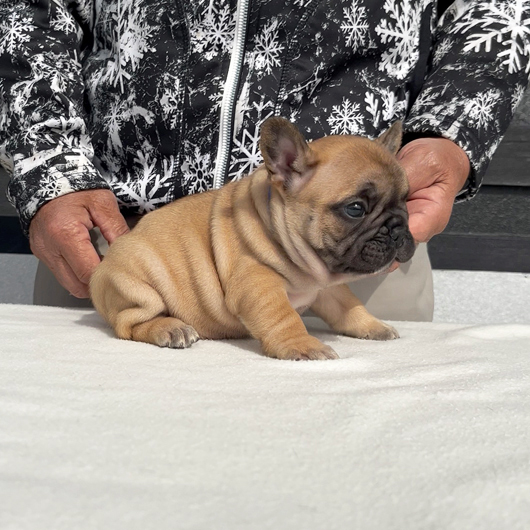 260106FWM-01アメリカ系コロコロボディーのフレンチブルドッグのフォーン男の子です。-3