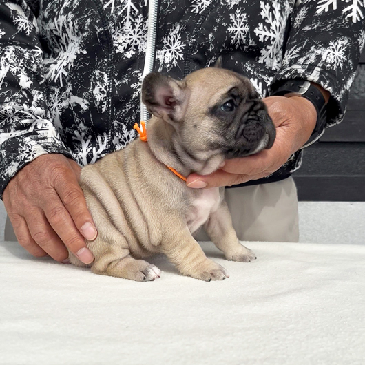 260106FWF-01アメリカ系コロコロボディーのフレンチブルドッグのフォーン女の子です。-3