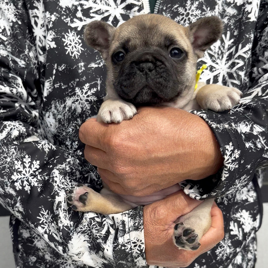 260106FWF-02アメリカ系コロコロボディーのフレンチブルドッグのフォーン女の子です。-3