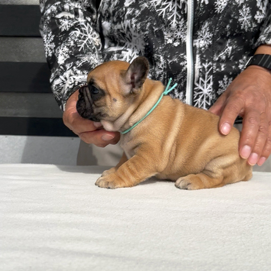 260106FWM-02アメリカ系コロコロボディーのフレンチブルドッグのフォーン男の子です。-3