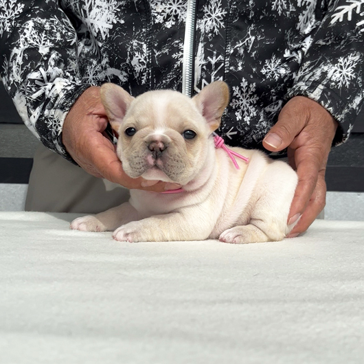 260106CRF-01アメリカ系コロコロボディーのフレンチブルドッグのクリーム女の子です。-2