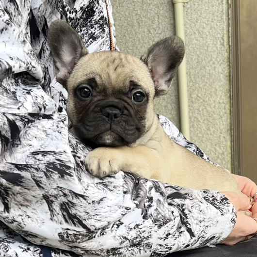 251207FWM-01W可愛いお顔でコロコロボディーのフレンチブルドッグのフォーン男の子です。-1