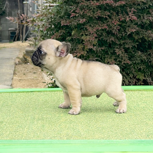 251207FWM-02可愛いお顔でコロコロボディーのフレンチブルドッグのフォーン男の子です。-3