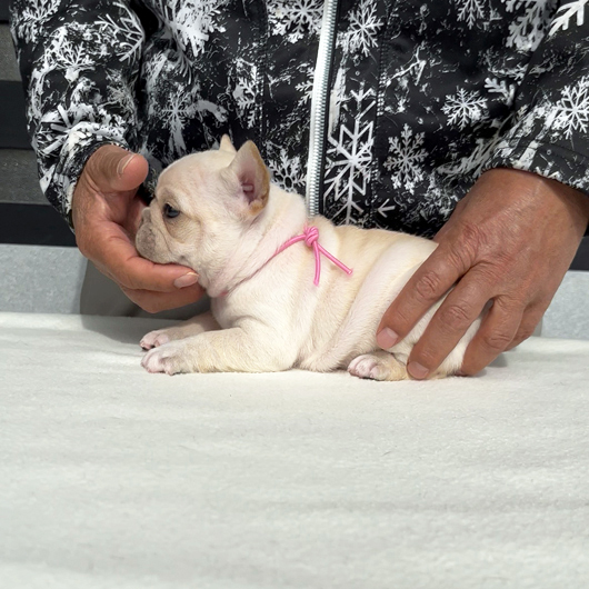 260106CRF-01アメリカ系コロコロボディーのフレンチブルドッグのクリーム女の子です。-3