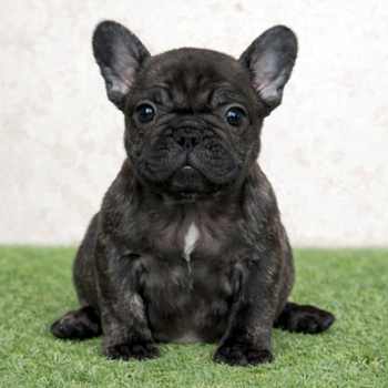 260115BRF-01アメリカ系コロコロボディーのフレンチブルドッグのブリンドル女の子です。