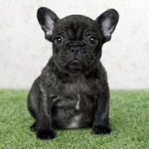 子犬販売で新しいブリンドル兄妹の写真を紹介！