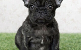 Image is not available