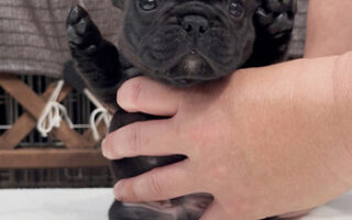 Image is not available