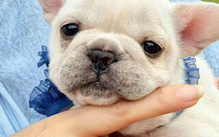 Image is not available