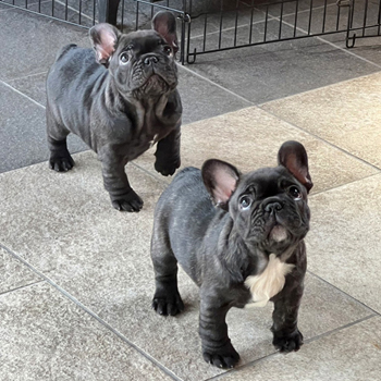 260205BRM-01可愛いお顔でコロコロボディーのフレンチブルドッグのブリンドル男の子です。