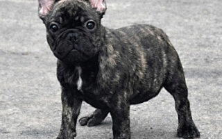 Image is not available