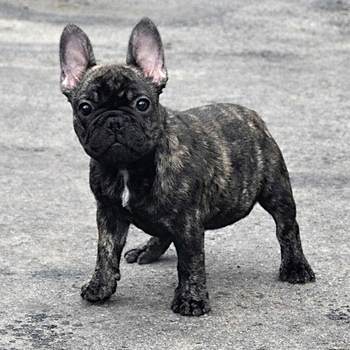 260115BRF-01Wアメリカ系コロコロボディーのフレンチブルドッグのブリンドル女の子です。