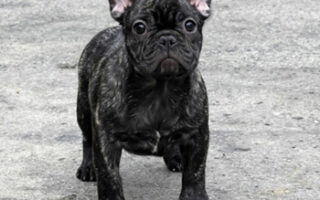 Image is not available