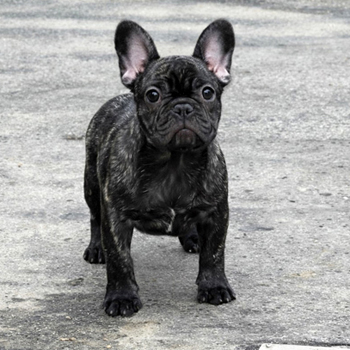 若犬販売でブリンドル姉妹の値段を更新！