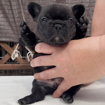 260128BRM-01可愛いお顔でコロコロボディーのフレンチブルドッグのブリンドル男の子です。