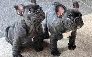 Image is not available