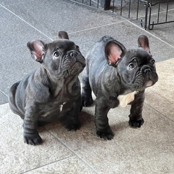 260205BRF-01可愛いお顔でコロコロボディーのフレンチブルドッグのブリンドル女の子です。