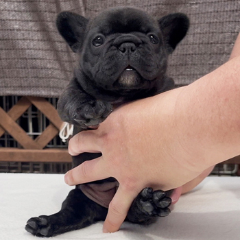 260128BRF-01可愛いお顔でコロコロボディーのフレンチブルドッグのブリンドル女の子です。