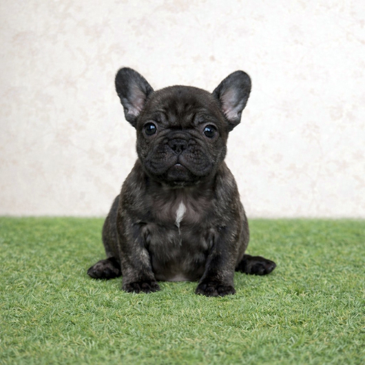 260115BRF-01アメリカ系コロコロボディーのフレンチブルドッグのブリンドル女の子です。-1
