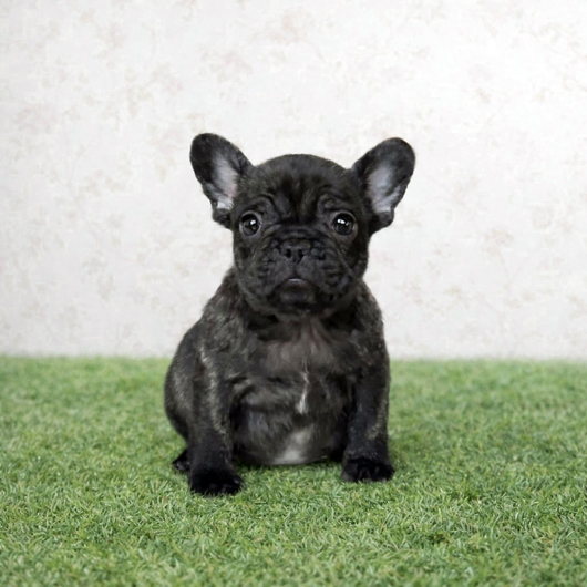 260115BRF-02アメリカ系コロコロボディーのフレンチブルドッグのブリンドル女の子です。-1