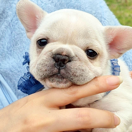260216CRM-01アメリカ系コロコロボディーのフレンチブルドッグのクリーム男の子です。-1