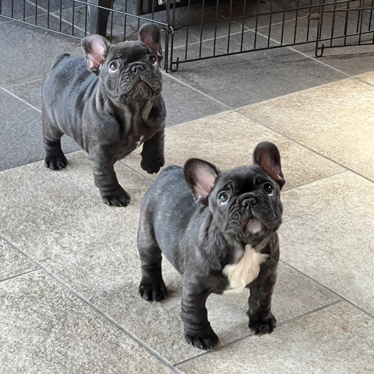 260205BRF-01可愛いお顔でコロコロボディーのフレンチブルドッグのブリンドル女の子です。-2