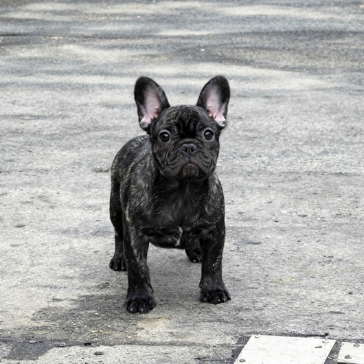 260115BRF-02Wアメリカ系コロコロボディーのフレンチブルドッグのブリンドル女の子です。-1
