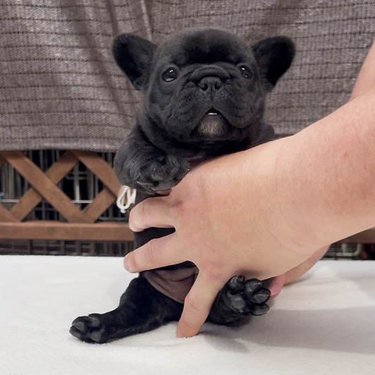 260128BRF-01可愛いお顔でコロコロボディーのフレンチブルドッグのブリンドル女の子です。-1