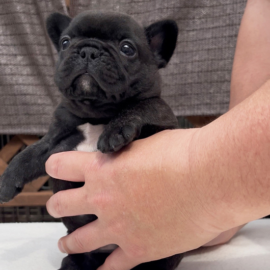 260128BRM-01可愛いお顔でコロコロボディーのフレンチブルドッグのブリンドル男の子です。-2