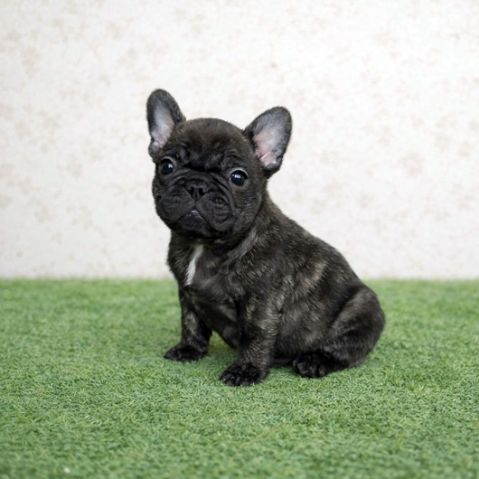 260115BRF-01アメリカ系コロコロボディーのフレンチブルドッグのブリンドル女の子です。-2