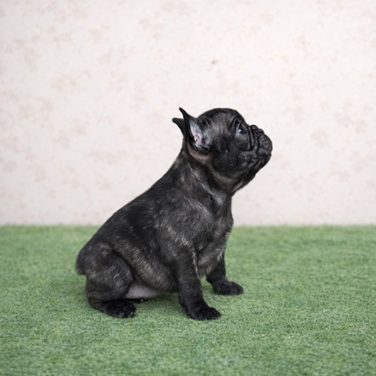 260115BRF-02アメリカ系コロコロボディーのフレンチブルドッグのブリンドル女の子です。-2