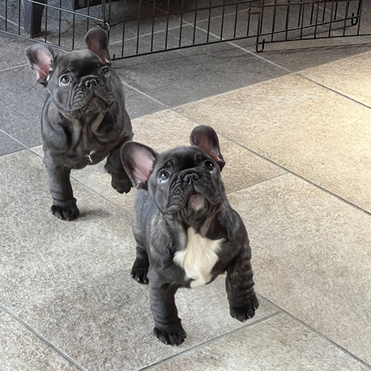 260205BRF-01可愛いお顔でコロコロボディーのフレンチブルドッグのブリンドル女の子です。-3