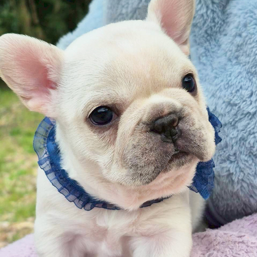 260216CRM-01アメリカ系コロコロボディーのフレンチブルドッグのクリーム男の子です。-2